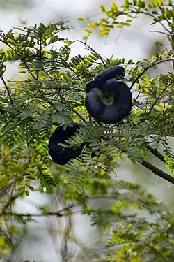 "Enterolobium barinense," nearly ripe pod of a wild tree in Villavicencio, Colombia