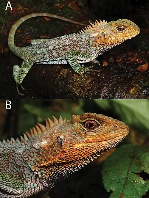 Holotype specimen (adult male)
