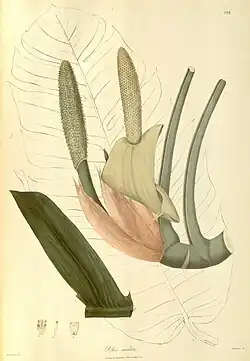 Illustration, Plantae Asiaticae Rariores, vol. 2: t. 192 (1831)