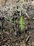 Marsh horsetail in Kythira