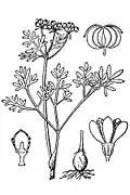 E. bulbosa from Britton & Brown 1913