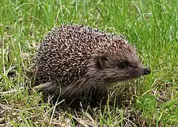 Brown hedgehog