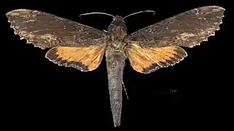 Erinnyis crameri ♀