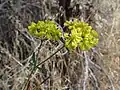 E. umbellatum var. subaridum (flowers, Zion National Park)