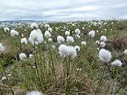 Eriophorum angustifolium