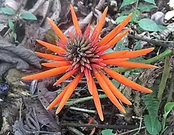 Erythrina schimpffii.