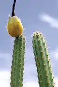 Cereus alex-bragae fruit