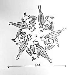 Drawing of the pentameric structure