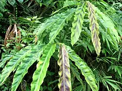 Long green leaves of Etlingera rubostriata