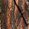 bark