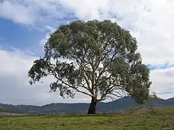 E. rubida (candlebark gum) in Burra, New South Wales.