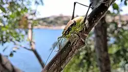 Eupholidoptera chabrieri (female). Kassiopi, Corfu, Greece