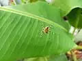 On banana plant