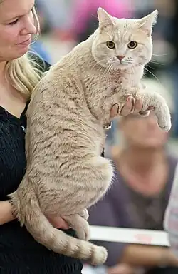 Cream-colored cat being held