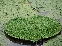 Unfurling leaf of Euryale ferox at Kanjia Lake, Odisha, India