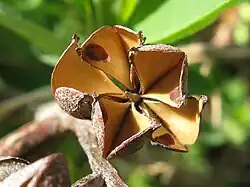 Fully open fruit after the seeds have dispersed