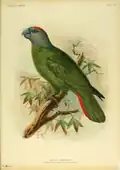 The Martinique amazon (Amazona martinicana), an extinct species of parrot in the family Psittacidae
