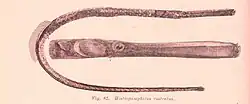 Engraving of the body, and head of a pipefish. It shows the long thing body curled around the head with a distinctive elongated jaw.