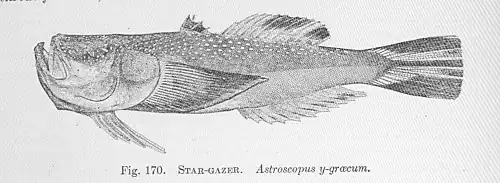 Southern stargazer (Astroscopus y-graecum)