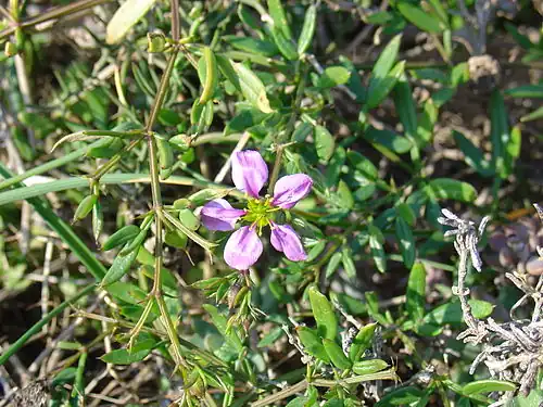 Fagonia cretica, syn. Zygophyllum creticum, Cartagena, Spain