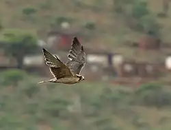 Flying in South Africa