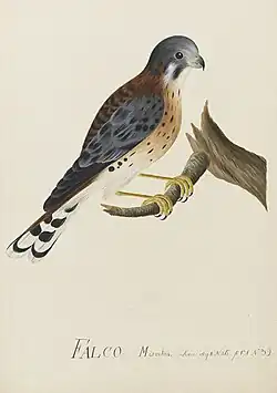 Illustration of American kestrel with a blank background