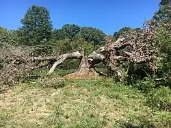 The fallen Arbutus Oak as of September 15, 2019