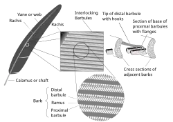 A diagram showing a series of increasingly closer views of feather structure, to show how the microscopic elements interact