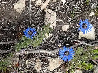 Habit of subsp. latifolia with blackish disc