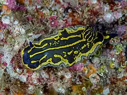 small individual, Lanzarote