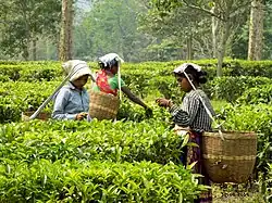 Harvesting Assam tea in 2017