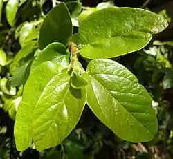 Close-up of the leaves and brown stipules
