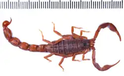 Hottentotta finneganae