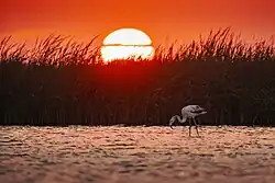 flamingo in San José wetlands