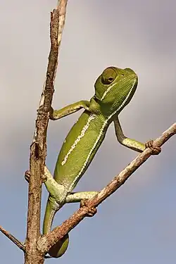 Juvenile female South Africa