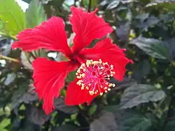 Hibiscus 'Psyche'