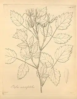 Illustration of leaves