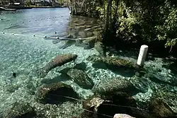 Across the clear turquoise water there are various buoy lines. Towards the back of the photo, an area within one of these buoy line sections is almost completely full of manatees. In the foreground, there are two manatees swimming past an upright buoy.