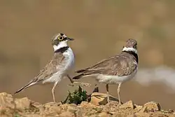 Mating, the male bird hits the cloaca of the female bird