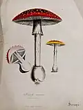 Fly agaric fungus (Amanita muscaria)