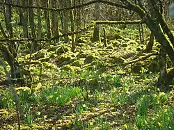 Forest, with moss and daffodils
