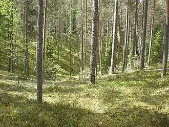 Forest at Leivonmäki National Park