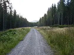 Forestry track in Langdale Forest