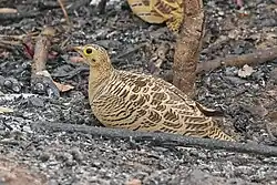 Four-banded sandgrouse