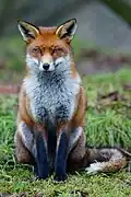 Red fox