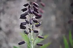 Flower of Fritillaria persica