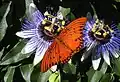 Fritillary feeding on nectar from passion flower