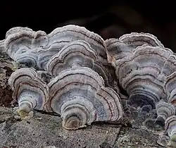 Living turkey-tail fungus