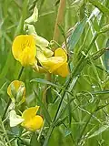 Meadow Vetchling, Lathyrus pratensis, in anthill meadow