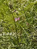Common vetch, Vicia sativa, in de-brambled anthill meadow